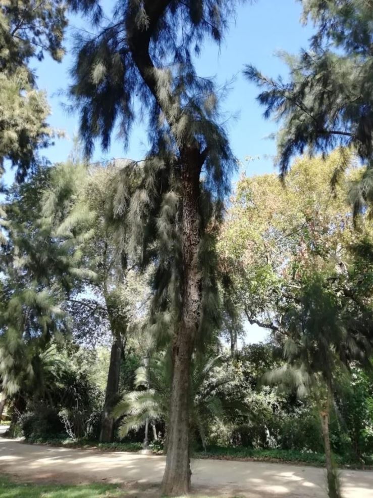 Casuarina sp. (Casuarinaceae)